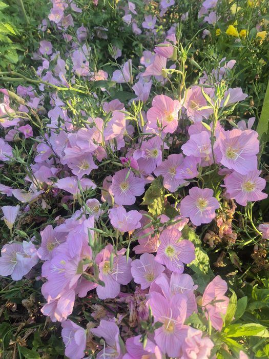 ДАЛИЯ, грудки . Йонотера