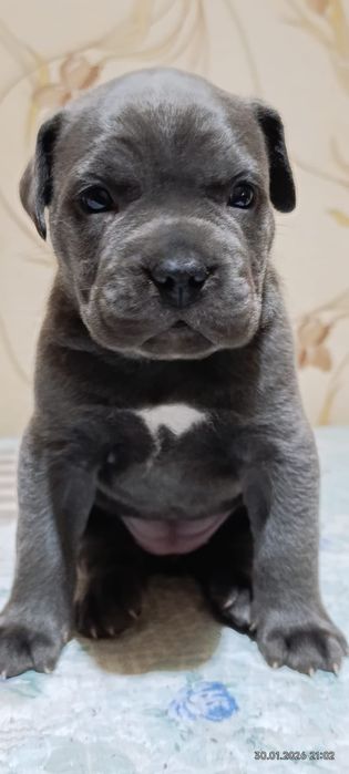 Кане-корсо резерв