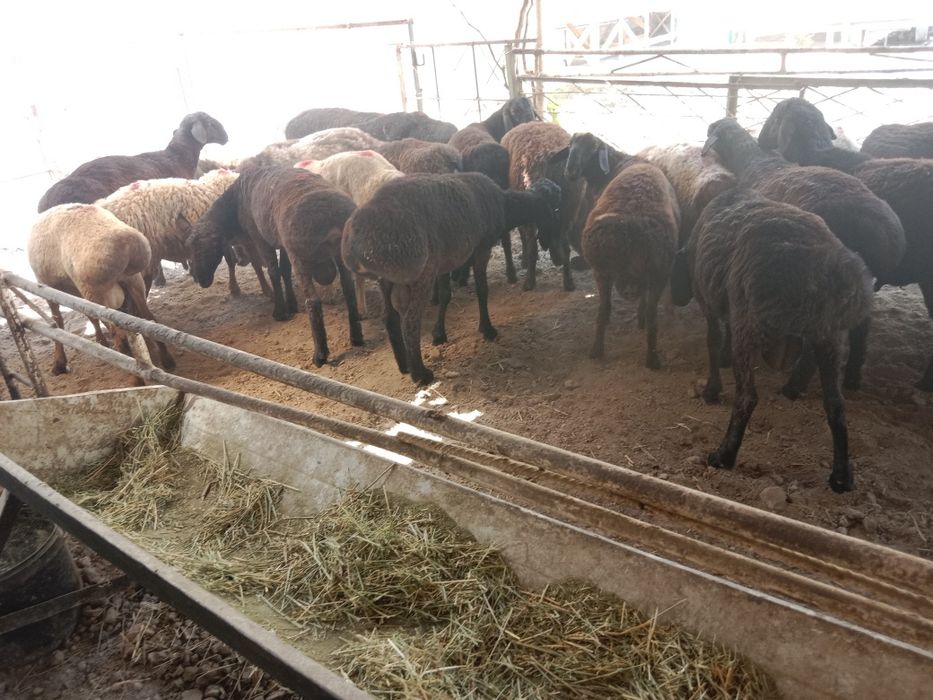 Qizlar yigitlarning qoqlarini silkitadi