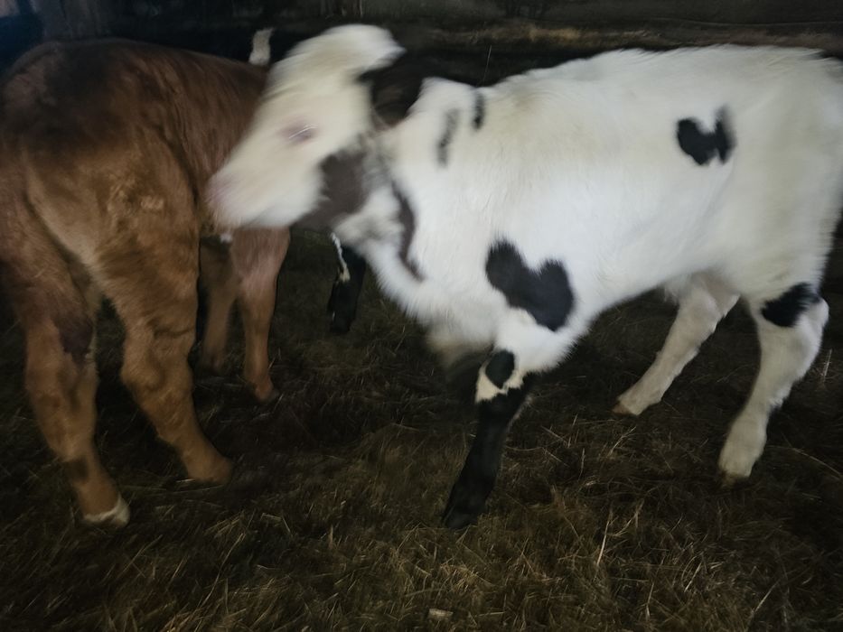 Продам телёнка бычёк