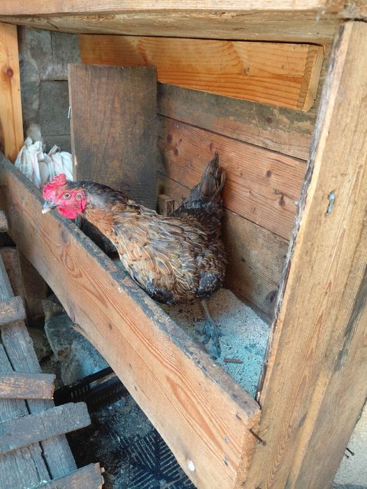 Găini de  casă  de vânzare
