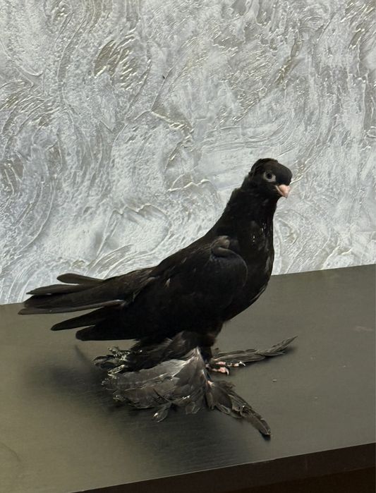 Голубь.              .