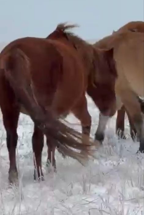 Жас жуас Бие сатылады.