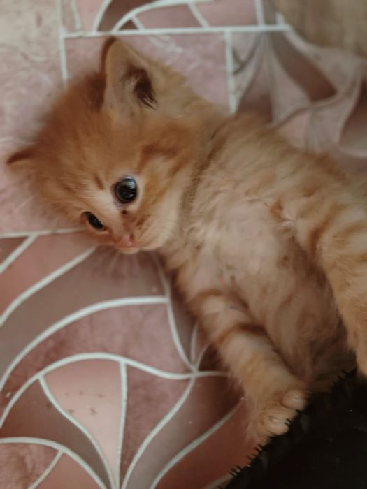 Котенок отдам в добрые руки