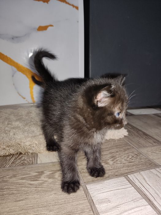 Отдам в хорошие руки