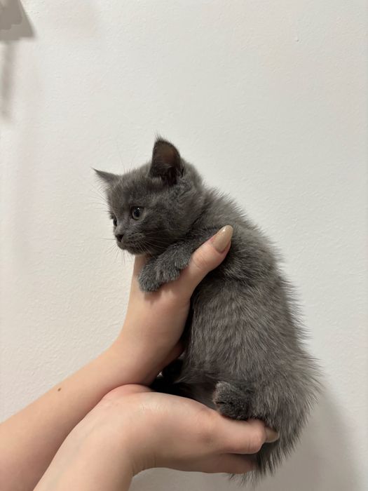 Скотиш фолд мушук