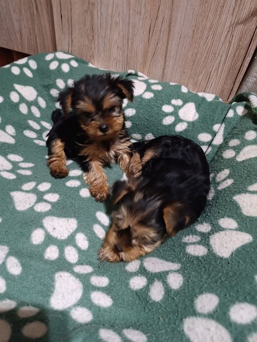 Кучета Йорки момчета