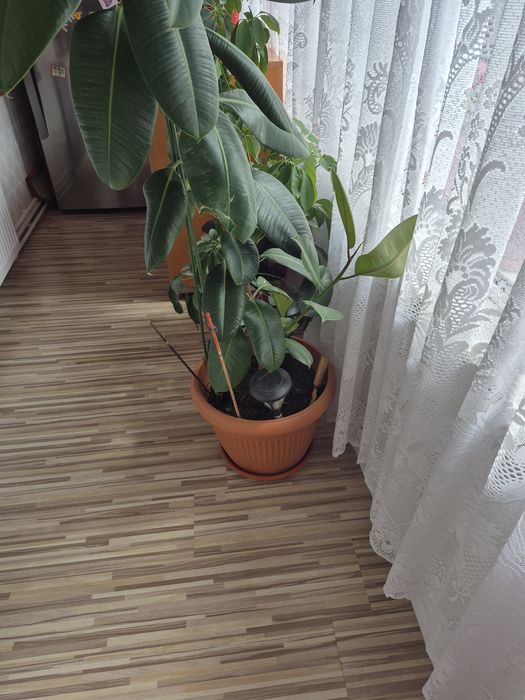 Floare de balcon