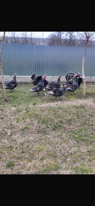 Vand curci si curcani