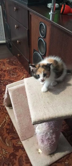 ОТДАМ  домашнего котенка девочку в добрые руки