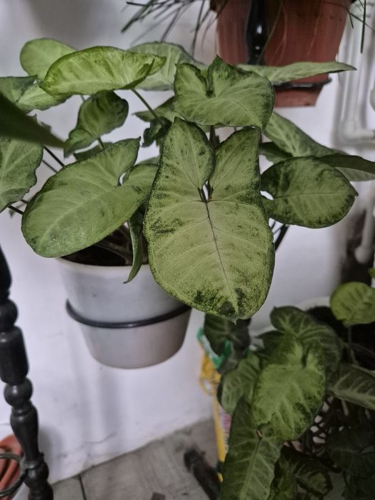 Продам комнатные растения