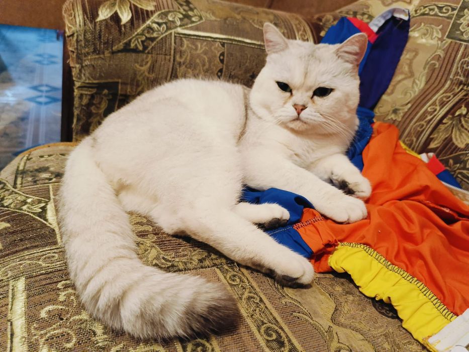 Котёнок британская шиншилла