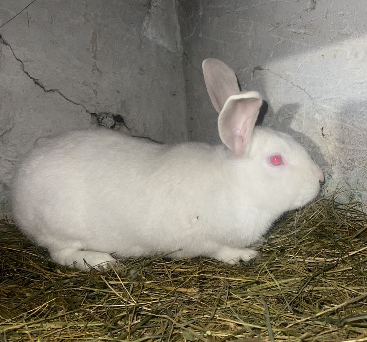 Vand iepuri hycole francez