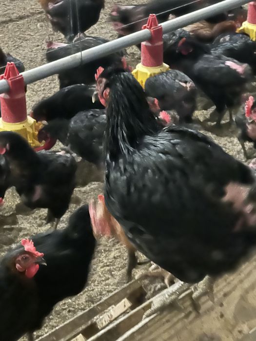 Vand  Puicute  Oua 9 luni