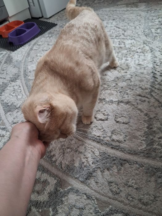 Отдам шотландский в хорошие руки