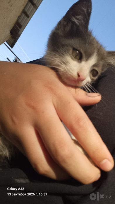 Котята бесплатно