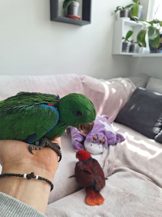 Ръчно хранени папагали Еклектус