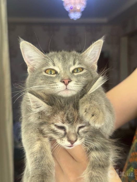Кошки девочки ласковые