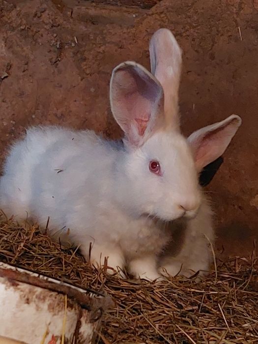 Кролики разных возрастов