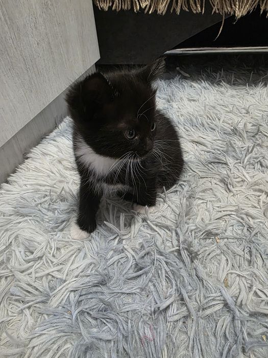 срочно отдам котят!