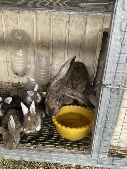 Velekan gibrt quyonlar