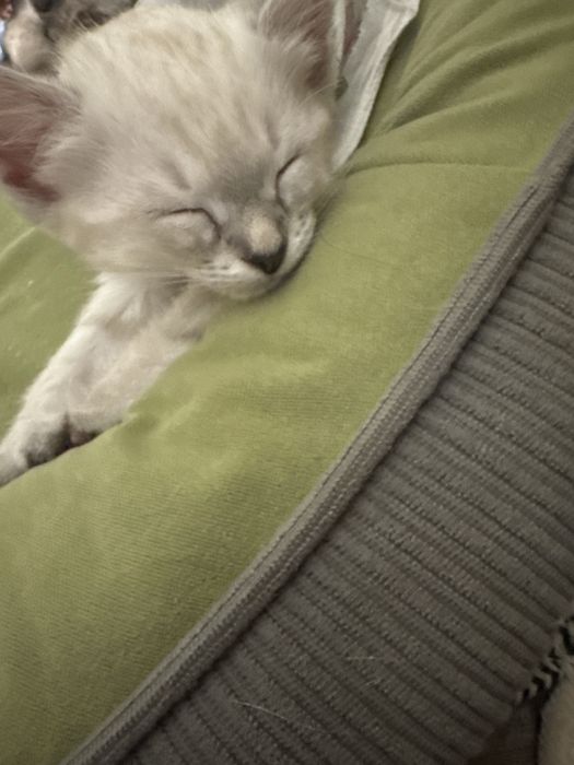 Продам кошечку котенок кошка