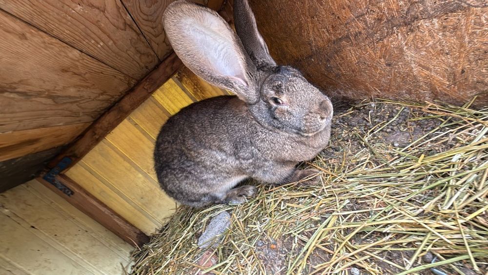 Pereche iepuri urias german