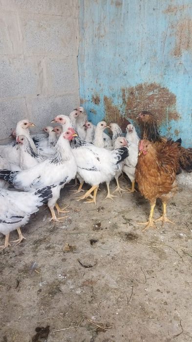 Продам куры домашние