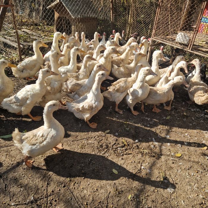 Rațe macanitoare mature