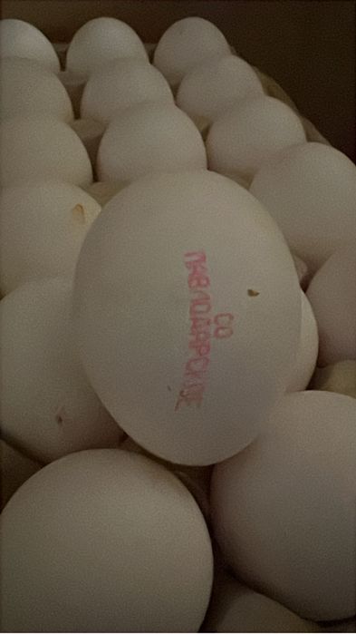 Яйцо оптом с2 павлодар кус