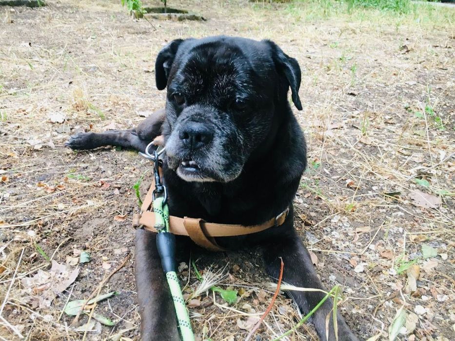 Фрэнки ищет любящую семью!