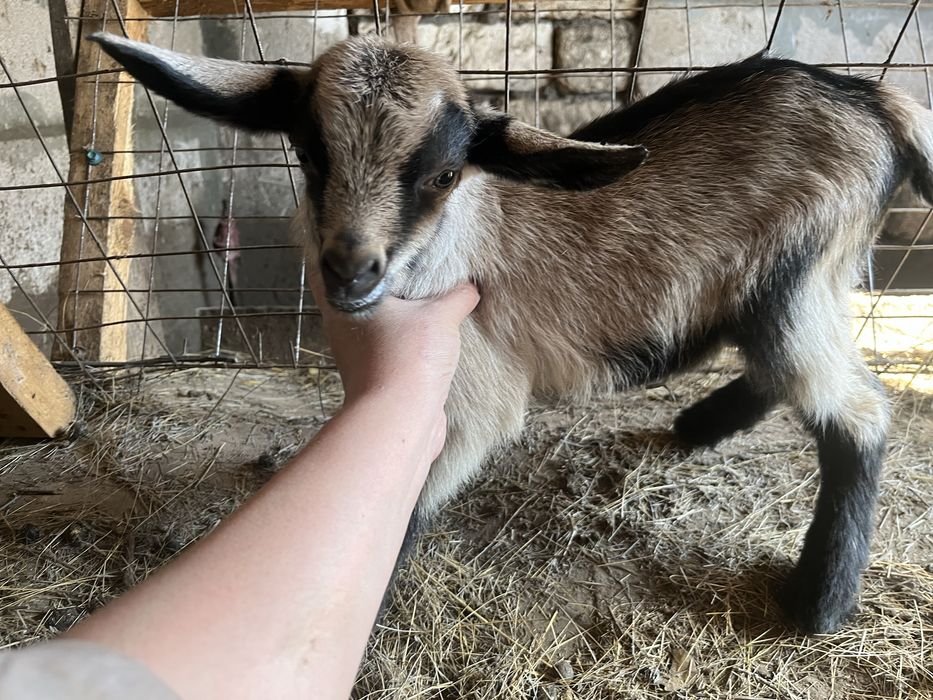 Продам козленкаа