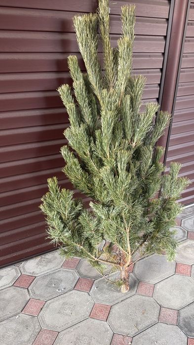 Сосны Ёлки Елки Ели