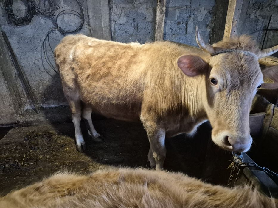 Продаётся молодая молочная корова.