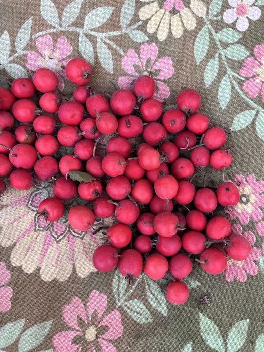 Продам баярошник