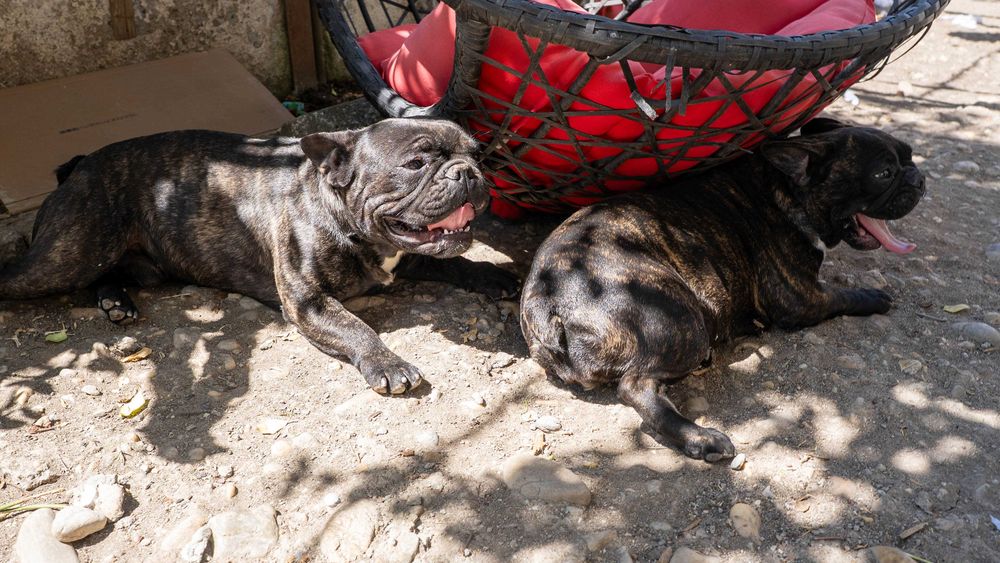 Bulldog Francez, 1 an, baiat si fata