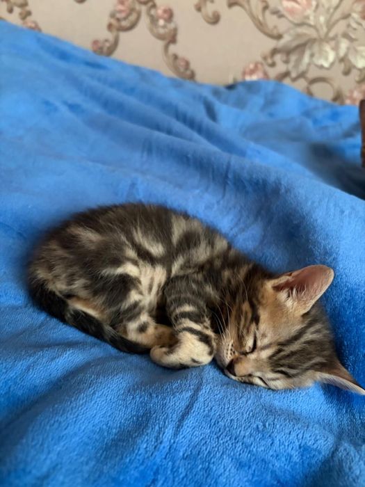Продам бенгальских котят