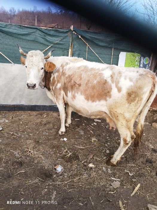 Vaca montata de vanzare buna de lapte