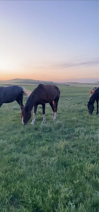 Айгыр саттыладдд