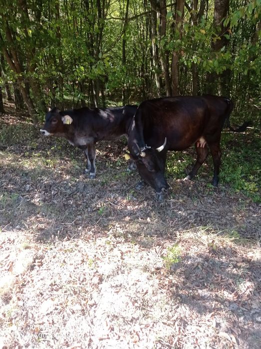 Vând vaca cu vitea