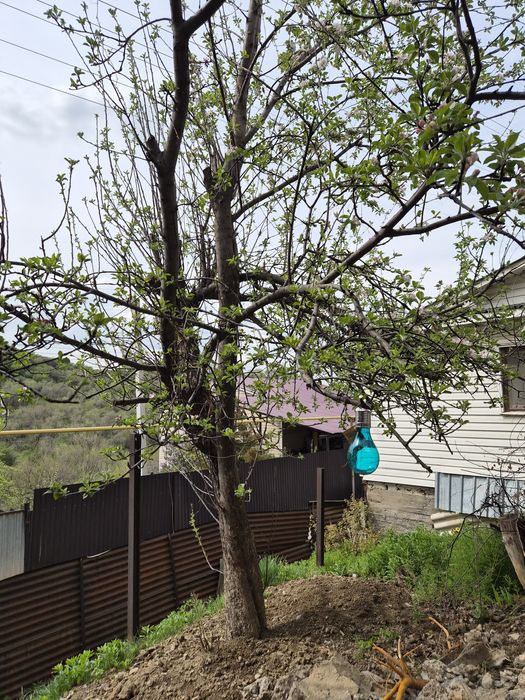 Дача с доходом, 22.5 млн.тг.