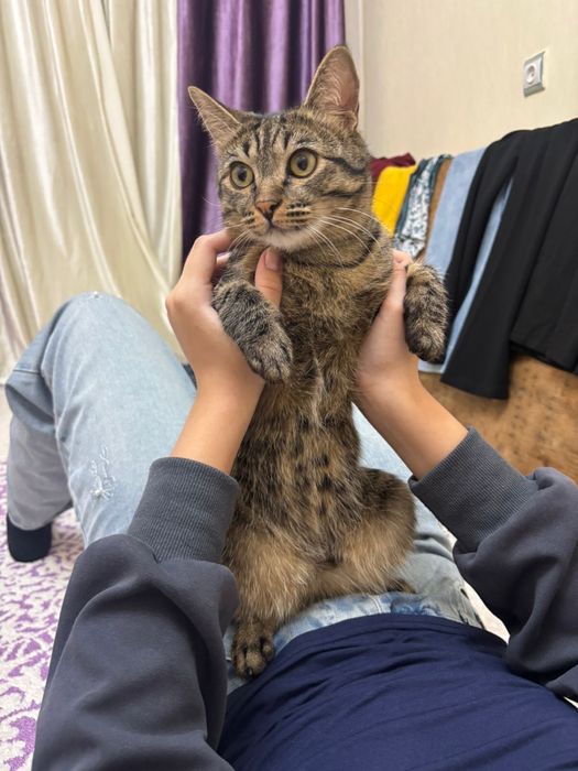 Продается кот домашный