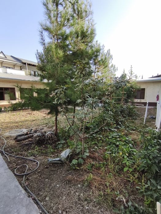 дерево Ёлка сосна арча дарахилари