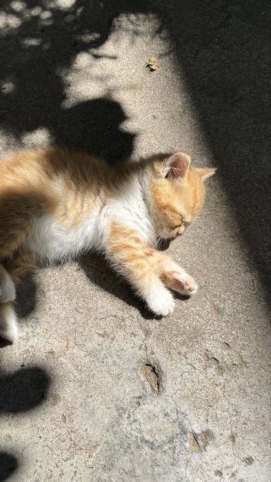 Две малки котета - подаряват се !