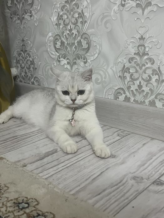 Кошка вязка бесплатна