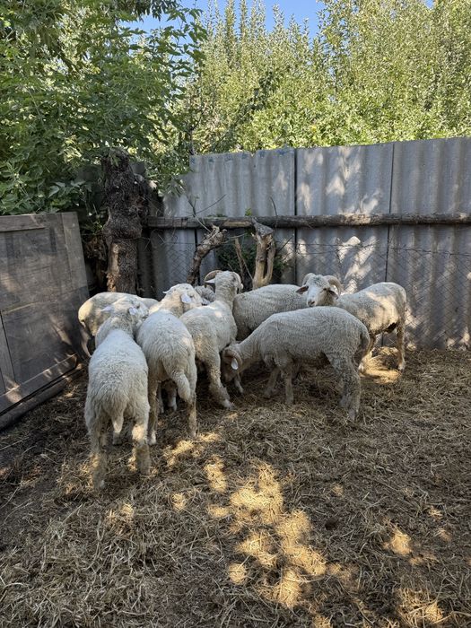 Продам баран қой