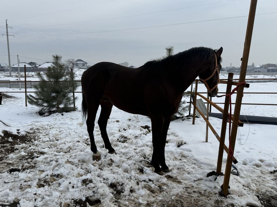 Жеребец американец