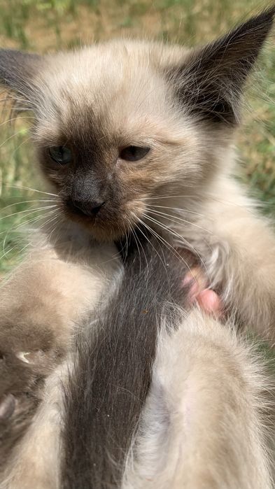 котенок красивые