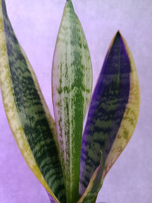 Продам сансевиерию