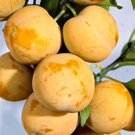 Prun (Soiul White Honey )